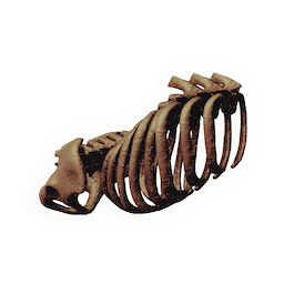 Ancient Ribcage