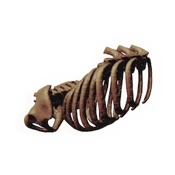 Ancient Ribcage