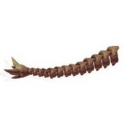 Ancient Tailbone