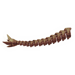 Ancient Tailbone