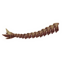 Ancient Tailbone