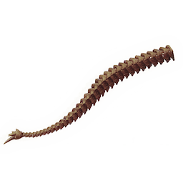 Lengthy Tailbone