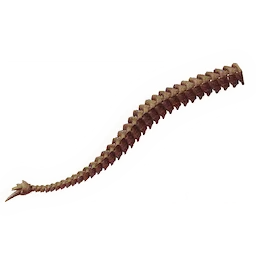 Lengthy Tailbone