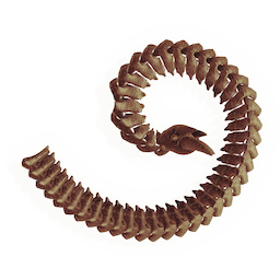 Coiled Tailbone