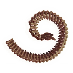 Coiled Tailbone