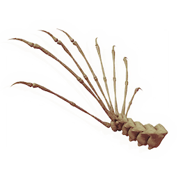 Upturned Tailfan