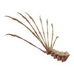 Upturned Tailfan