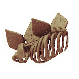 Placed Fossil