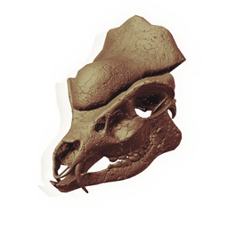Pachyovine Skull