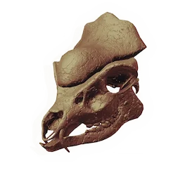 Pachyovine Skull