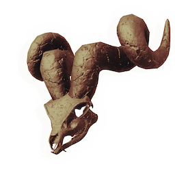 Ovine Skull