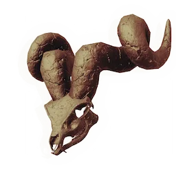 Ovine Skull