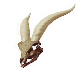 Skull of the Golden Hart