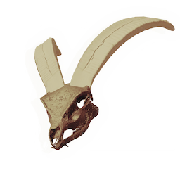 Longhorn Skull