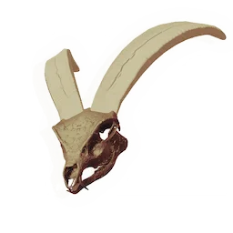 Longhorn Skull