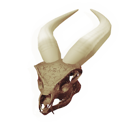 Grazer Skull