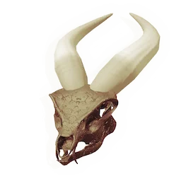 Grazer Skull