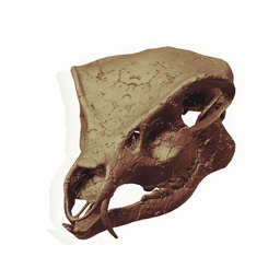 Herbivore Skull