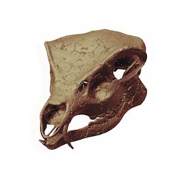 Herbivore Skull