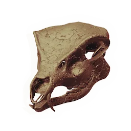 Herbivore Skull