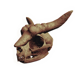 Gnarled Rodent Skull