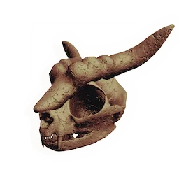 Gnarled Rodent Skull