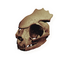 Flared Rodent Skull