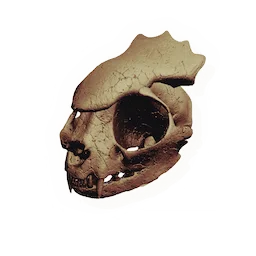 Flared Rodent Skull