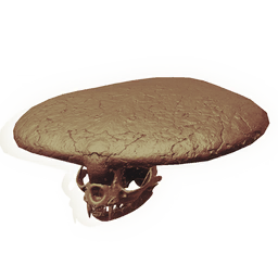 Armoured Rodent Skull