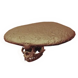 Armoured Rodent Skull