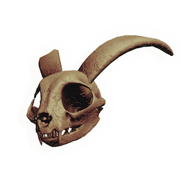 Midnight Nibbler Skull