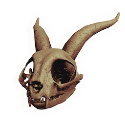 Longhorn Rodent Skull