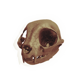 Rodent Skull