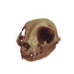 Rodent Skull