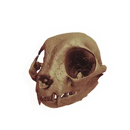 Rodent Skull