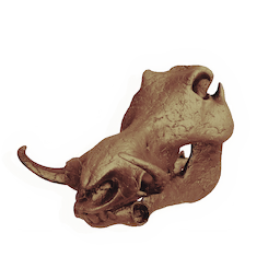 Wattlehog Skull