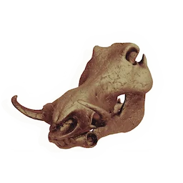 Wattlehog Skull