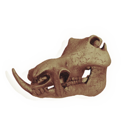 Saddleback Skull