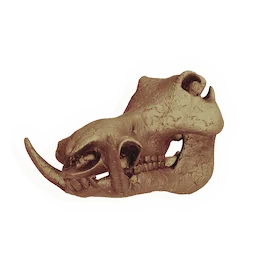 Saddleback Skull