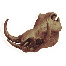 Warthog Skull