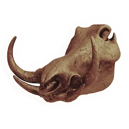 Warthog Skull