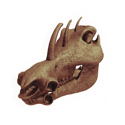 Swinehorn Skull