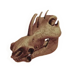 Swinehorn Skull