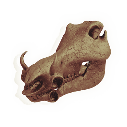 Hornboare Skull