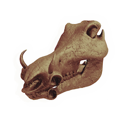 Hornboare Skull