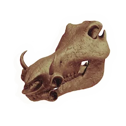 Hornboare Skull