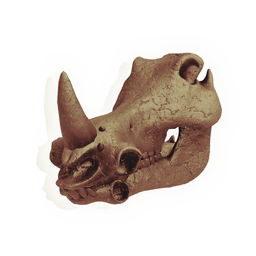 Hammerhead Skull