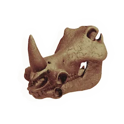Hammerhead Skull