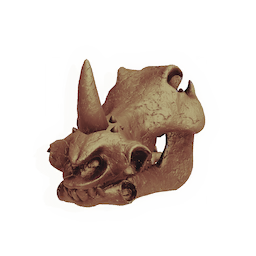 Charger Skull