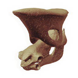Flathead Skull